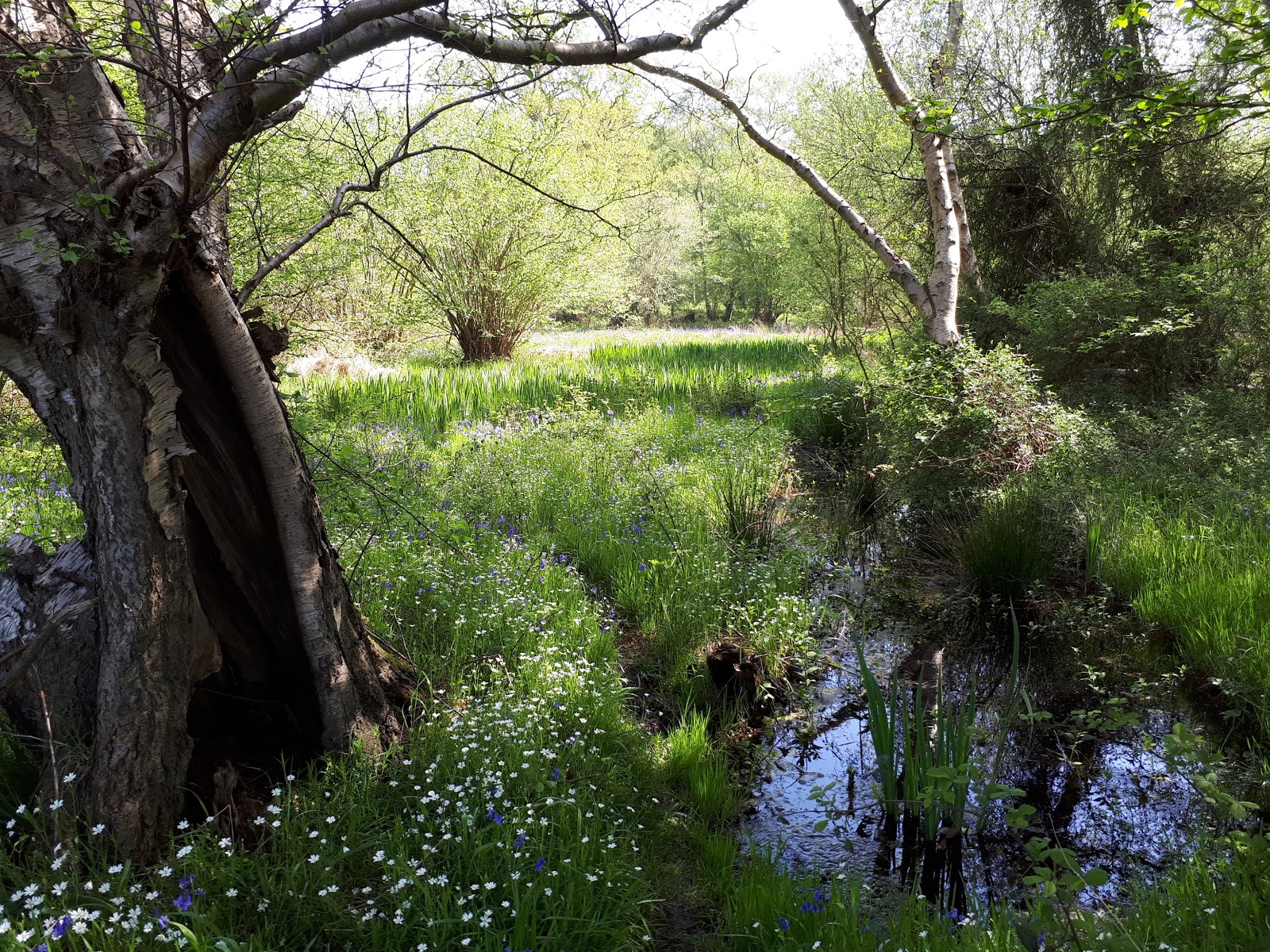 Wild at Hull Full spring at North Cliffe Wood