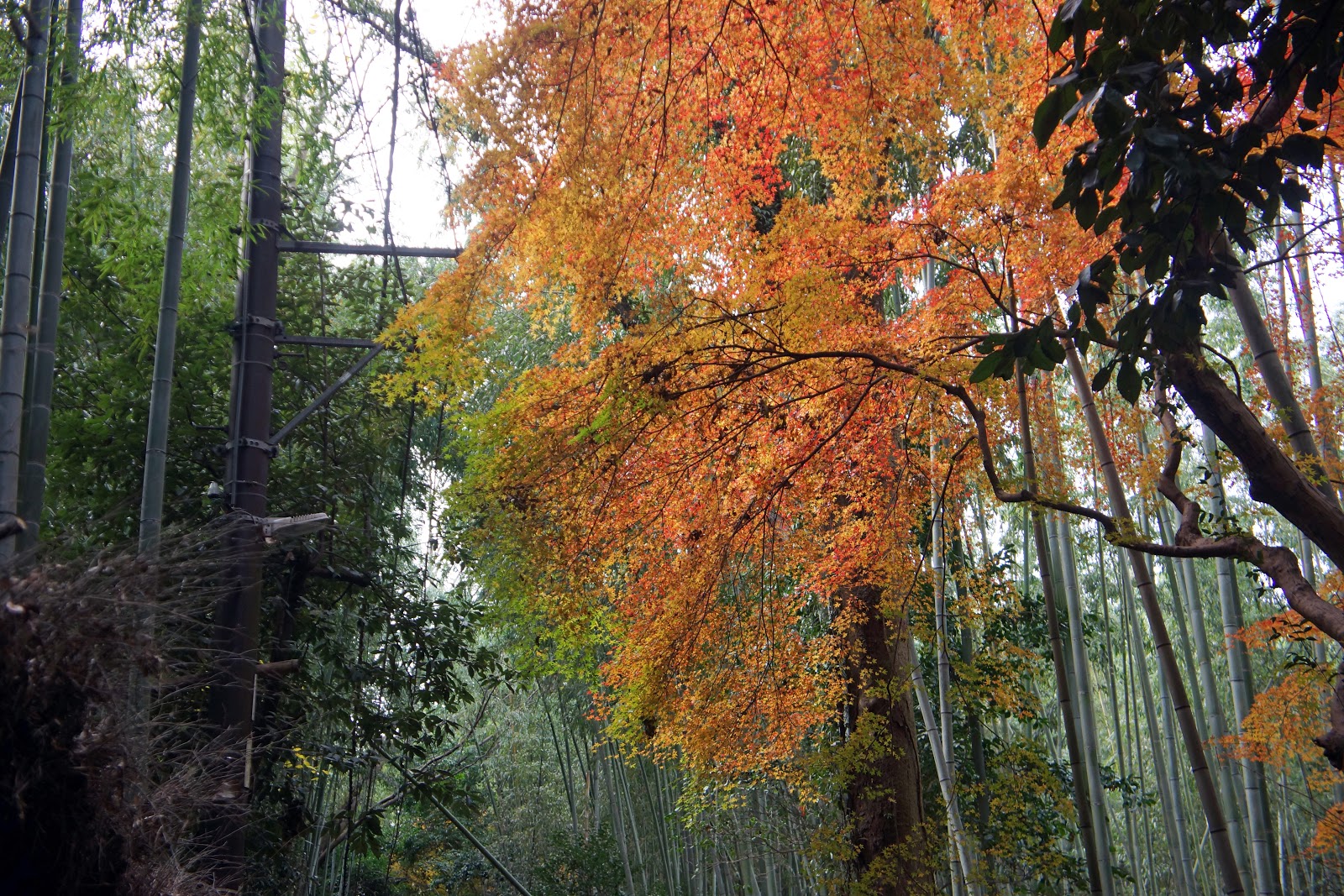 5日4夜京阪神自由行 附路線 景點 美食 住宿推介 Travel Pop