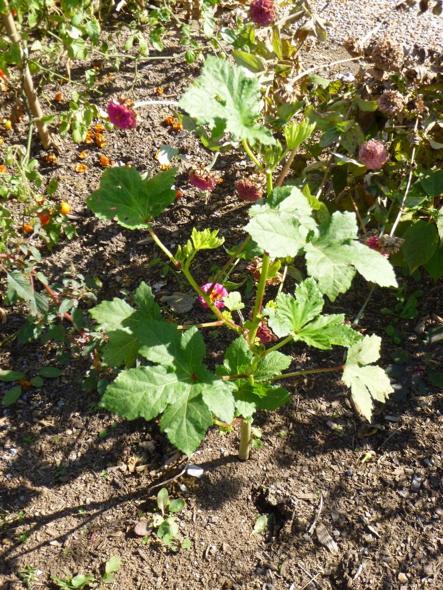 Garden of Aaron The Late October Tennessee Garden