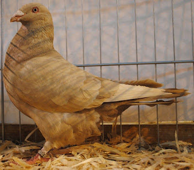 Criador Lusitano pigeon breed