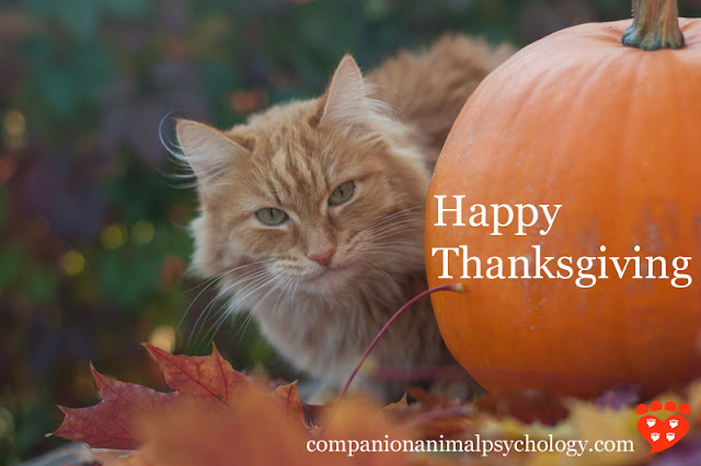 A cat, a pumpkin and some autumn leaves to wish you Happy Thanksgiving