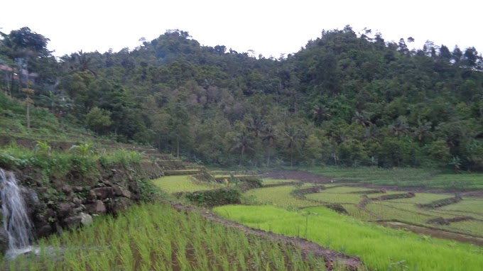 Landscape sawah dari Paguyangan, Brebes. 