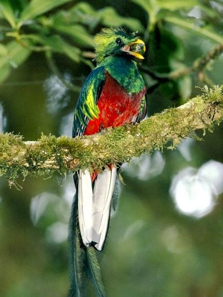 Gambar Burung Quetzal