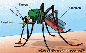 Obat Malaria Obat Malaria