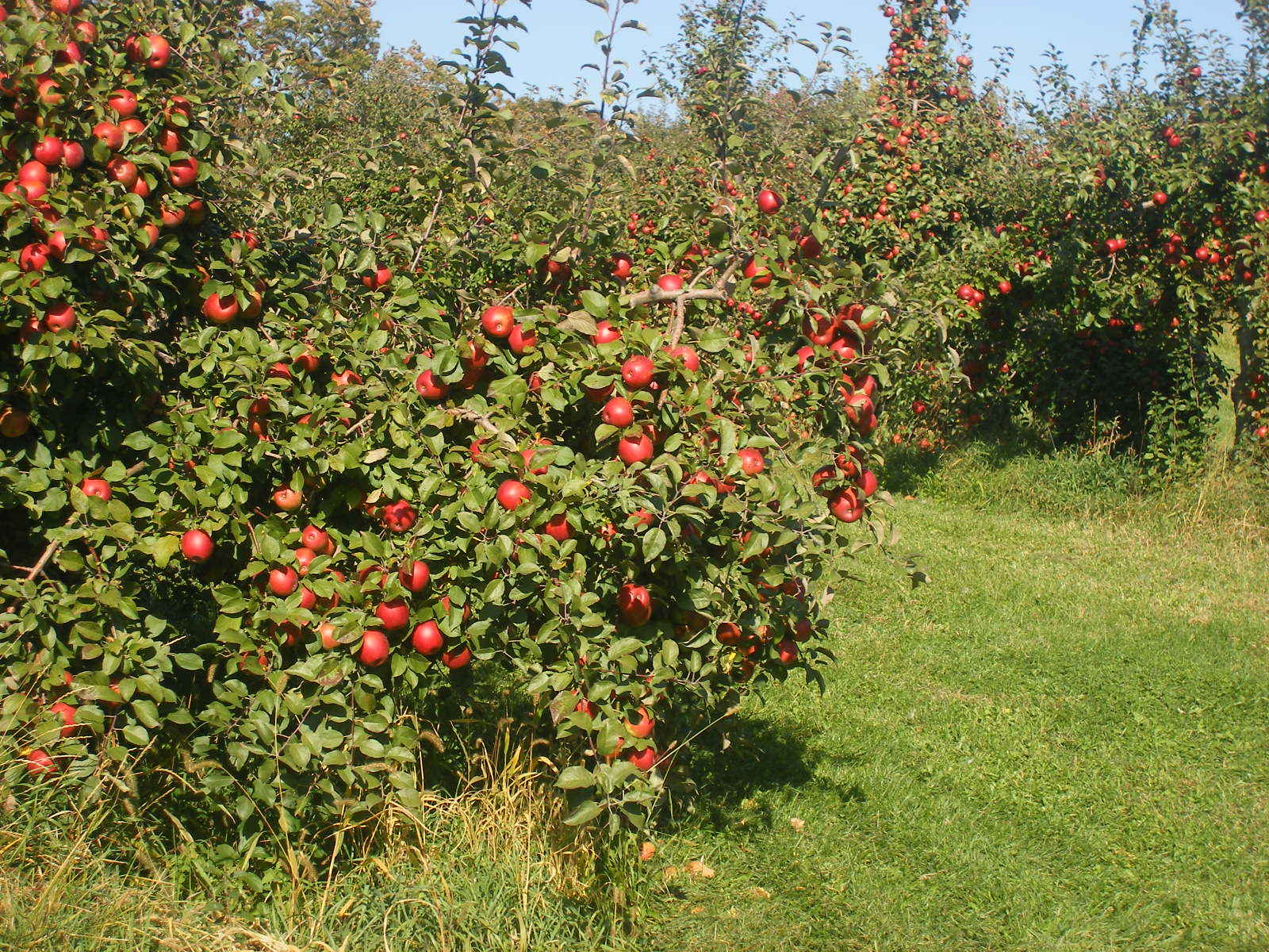 Milwaukee Kukhnya MN Mondays Pine Tree Apple Orchard.
