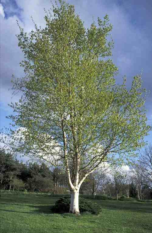 Trees Betula pendula Silver Birch Warty Birch European White Birch Trees Betula pendula Silver Birch Warty Birch European White Birch
