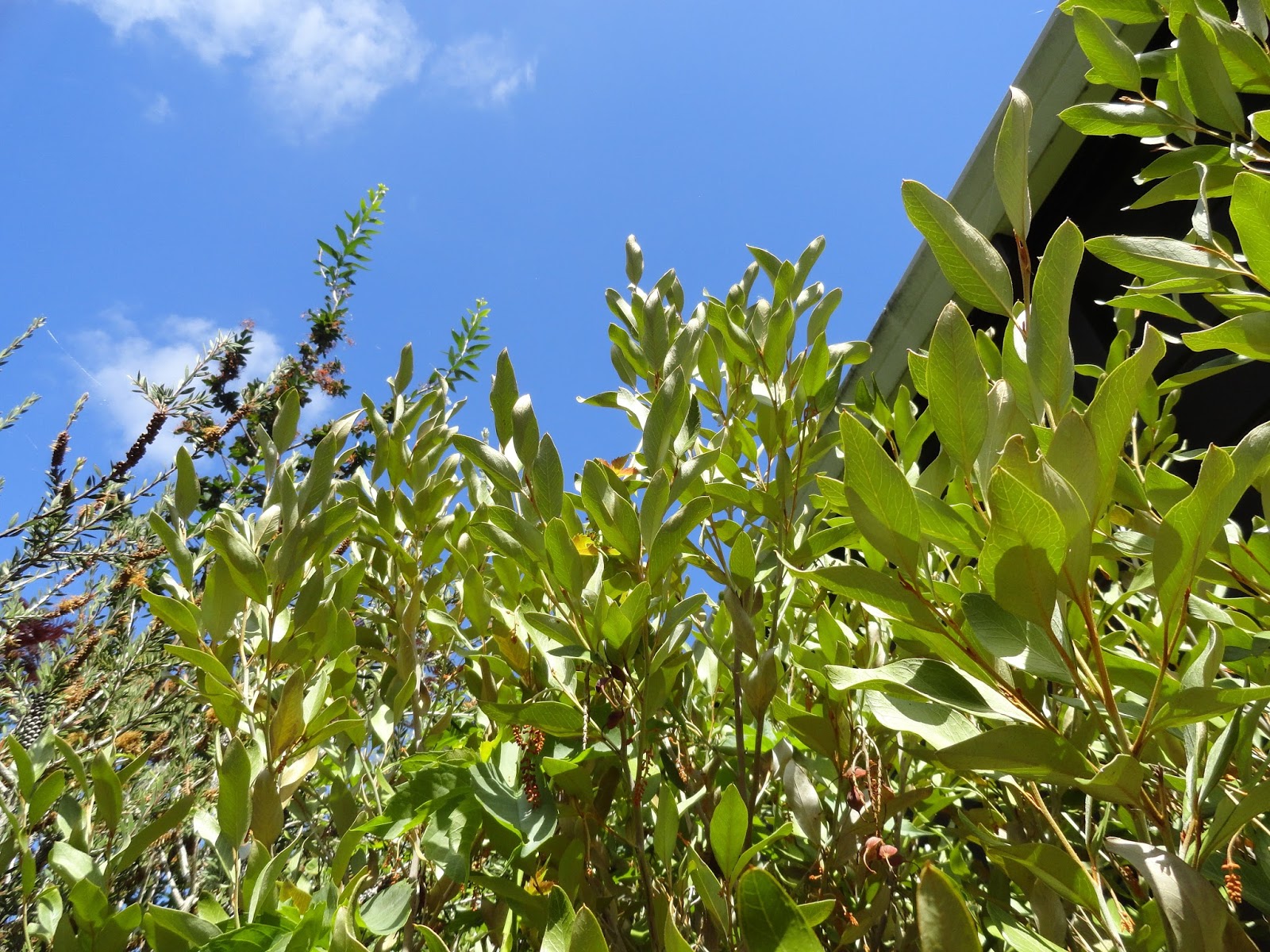 Future Plants By Randy Stewart Escallonia