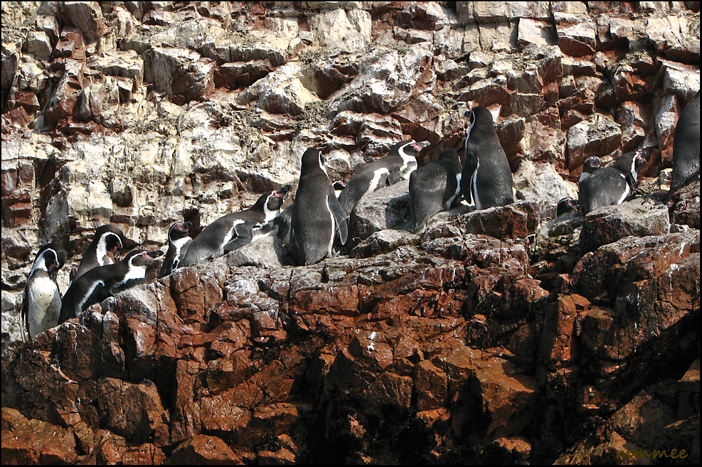 My Garden: Endangered Species - Galapagos Penguins