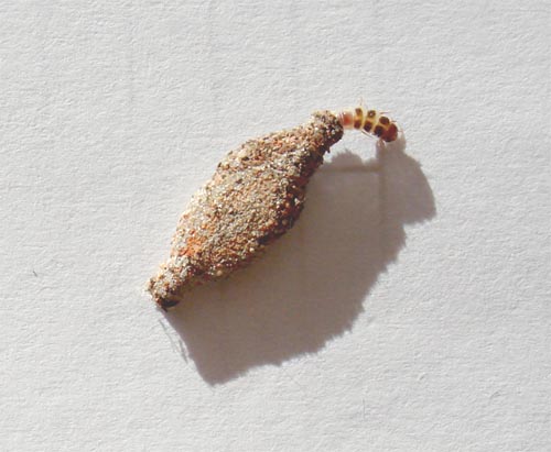 Need a Little Help?: Como dizer