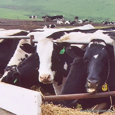 close-up of cows at Point Reyes National Seashore in Olema, California