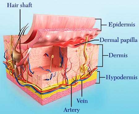 Hairdressing Learner Guide: Skin Structure and Function elastic tissue diagram 