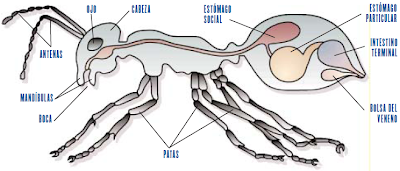 Resultado de imagen de estÃ³mago hormigas
