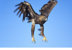 eagle golden prey birds aquila eagles flying chrysaetos