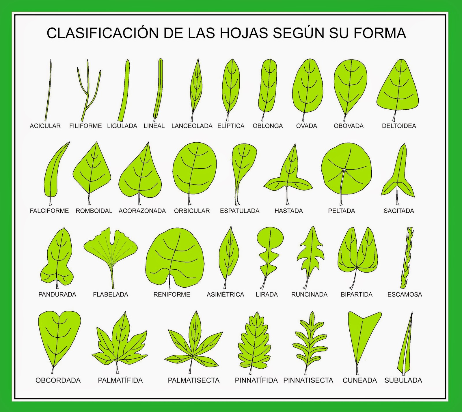 Á R B O L E S (T R E E S) y P A L M E R A S (P A L M S): Tipos de hojas  simples
