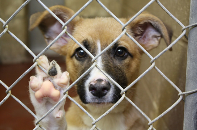 PETstock-Adoption-Day-2016-puppy-in-shelter