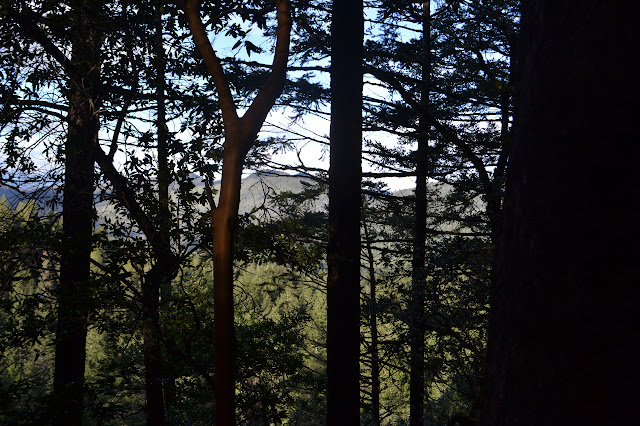 peeking through the trees