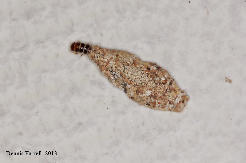 download cut worm moths download cut worm moths