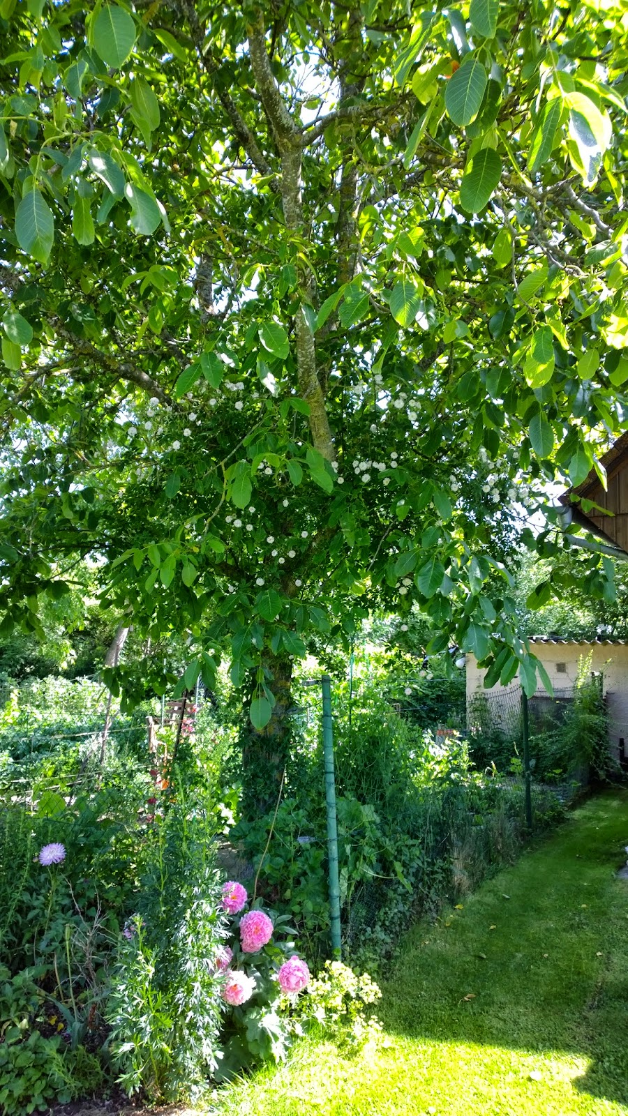 Ramblerrose Paul's Himalayan Musk (c) by Joachim Wenk Ramblerrose Paul's Himalayan Musk (c) by Joachim Wenk