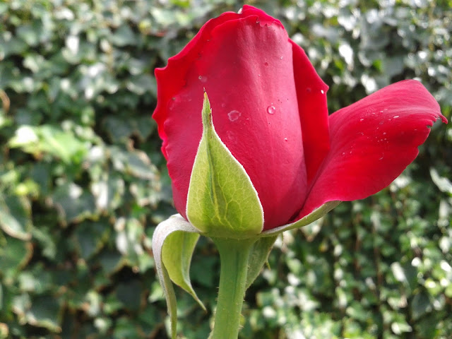 rosa roja natural