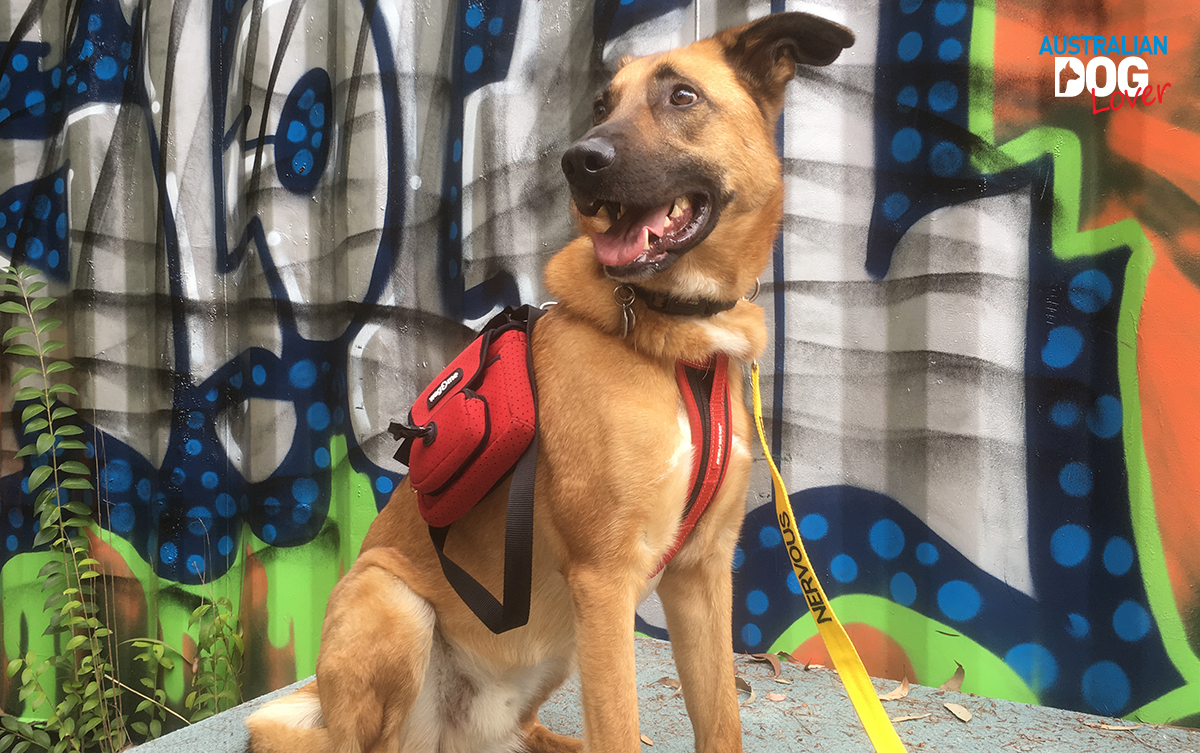 Porthos Malinois carries the Poochette a dog walking pouch for dog lovers