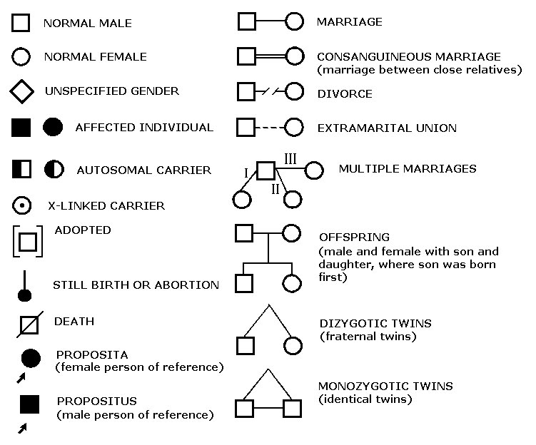 life-sciences-with-mr-ison-pedigree-chart-key