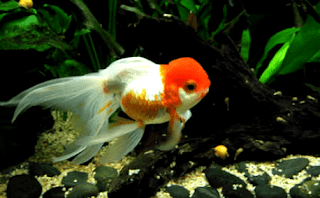 Ternak ikan mas koki di akuarium Cara mudah ternak ikan mas koki di aquarium