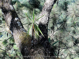 yucca growing epiphytically