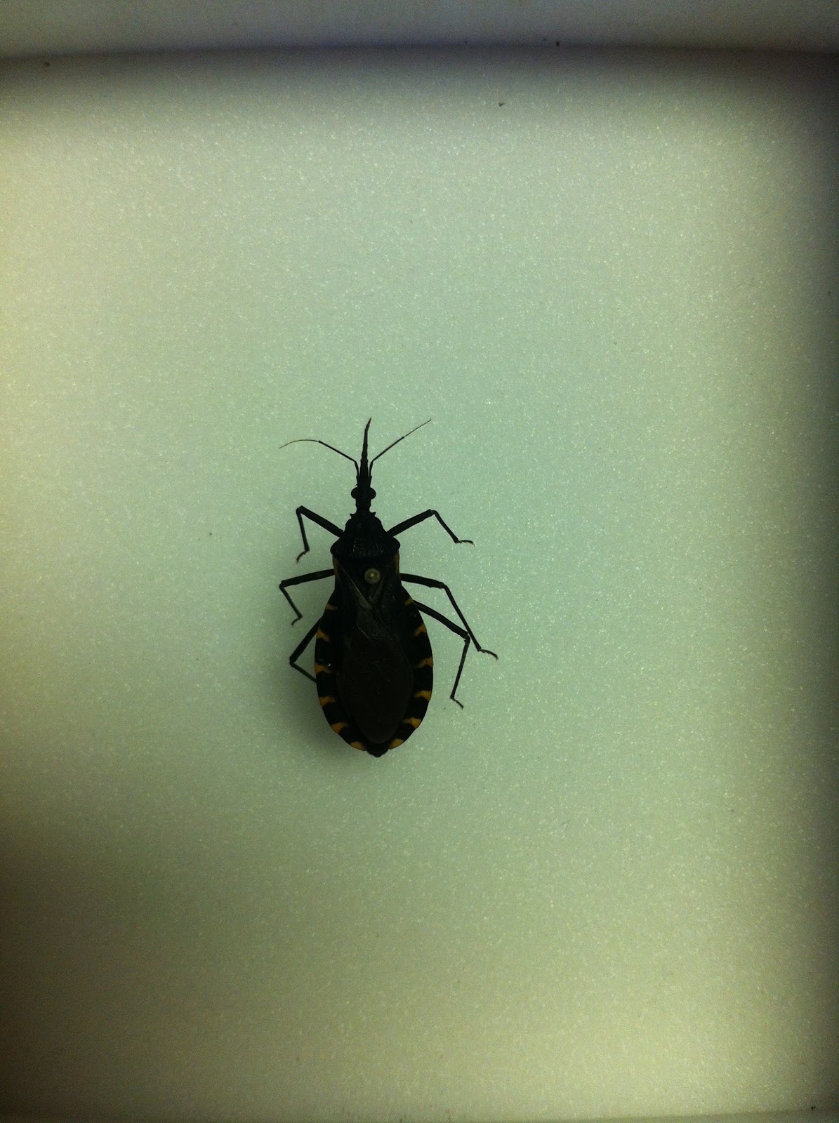Bexar County Entomology Chagas Disease and Kissing Bugs