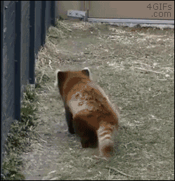 Funny animal gifs - part 337, funny animal gif, best funny gif