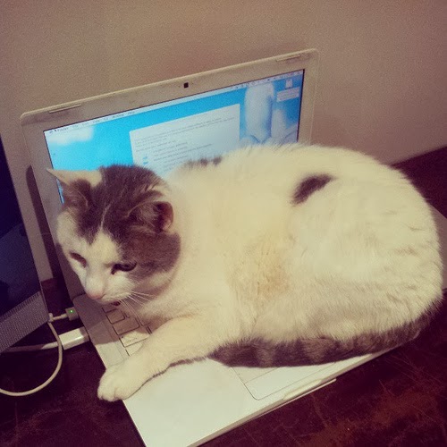 Why cat sit on your laptop