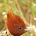 Tocantinenses se preparam para observar aves durante o Big Day Brasil