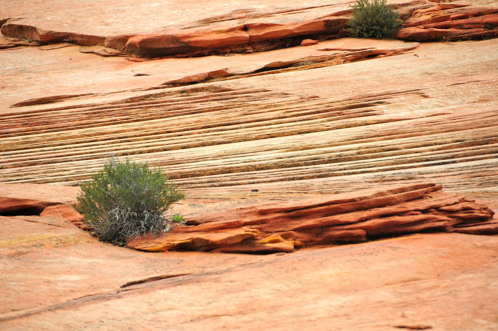 Shower Wisdom Zion National Park