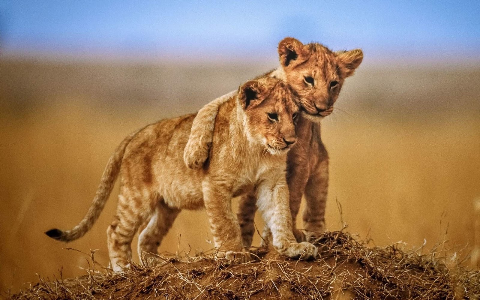 Loin Animal Image - Jiohrin