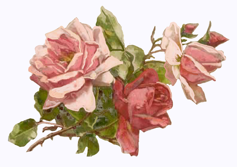 vintage rose clipart - photo #5