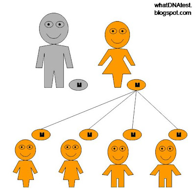 diagram of mitochondrial genetic inheritance pattern, father normal, mother has a mutation on mitochodrial DNA, all children affected by the disease, by whatdnatest