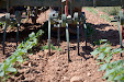 Harrowing sunflowers