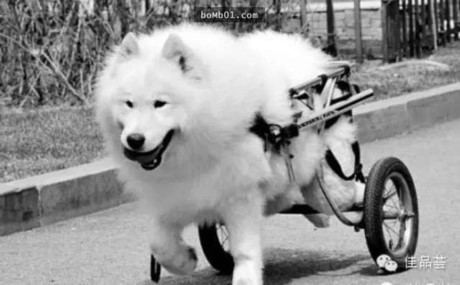 Trai tim tan chay voi anh xuc dong ve 