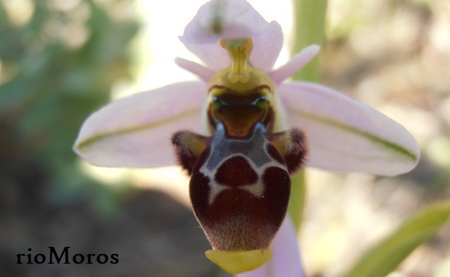 Flor de Abejera becada Ophrys scolopax 