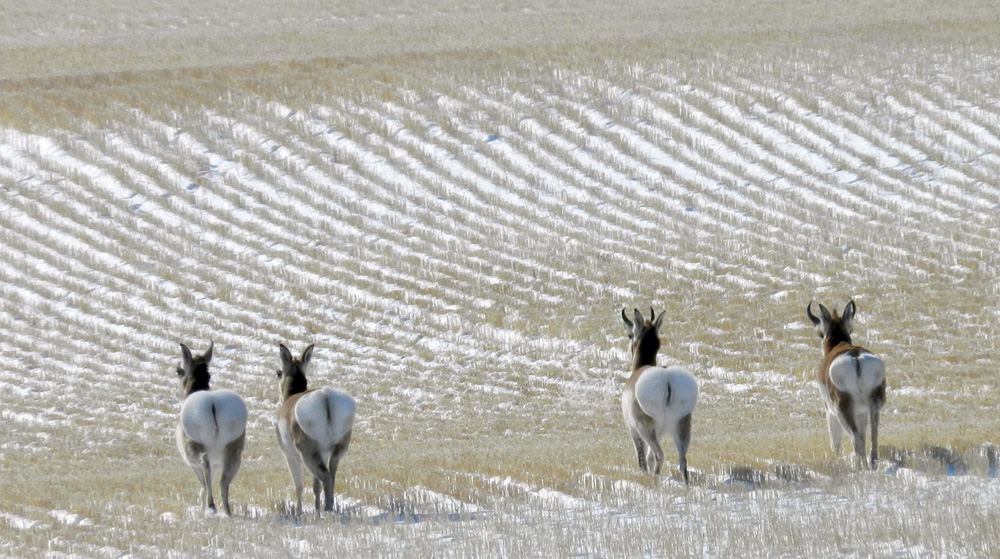 Elfshot Mule Deer and Pronghorn Antelope