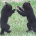 Vídeo da Semana: 'Luta livre' de filhotes de urso