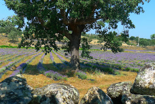 Nature, Fotografias de natureza, Castelo de Vide