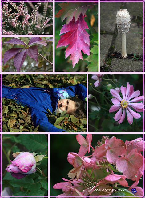 Jesień, Autumn, Fall, kolor lila-róż, zawilce japońskie, gąsówki nagie, jarmuż, purple colors, Autumn in purple colors