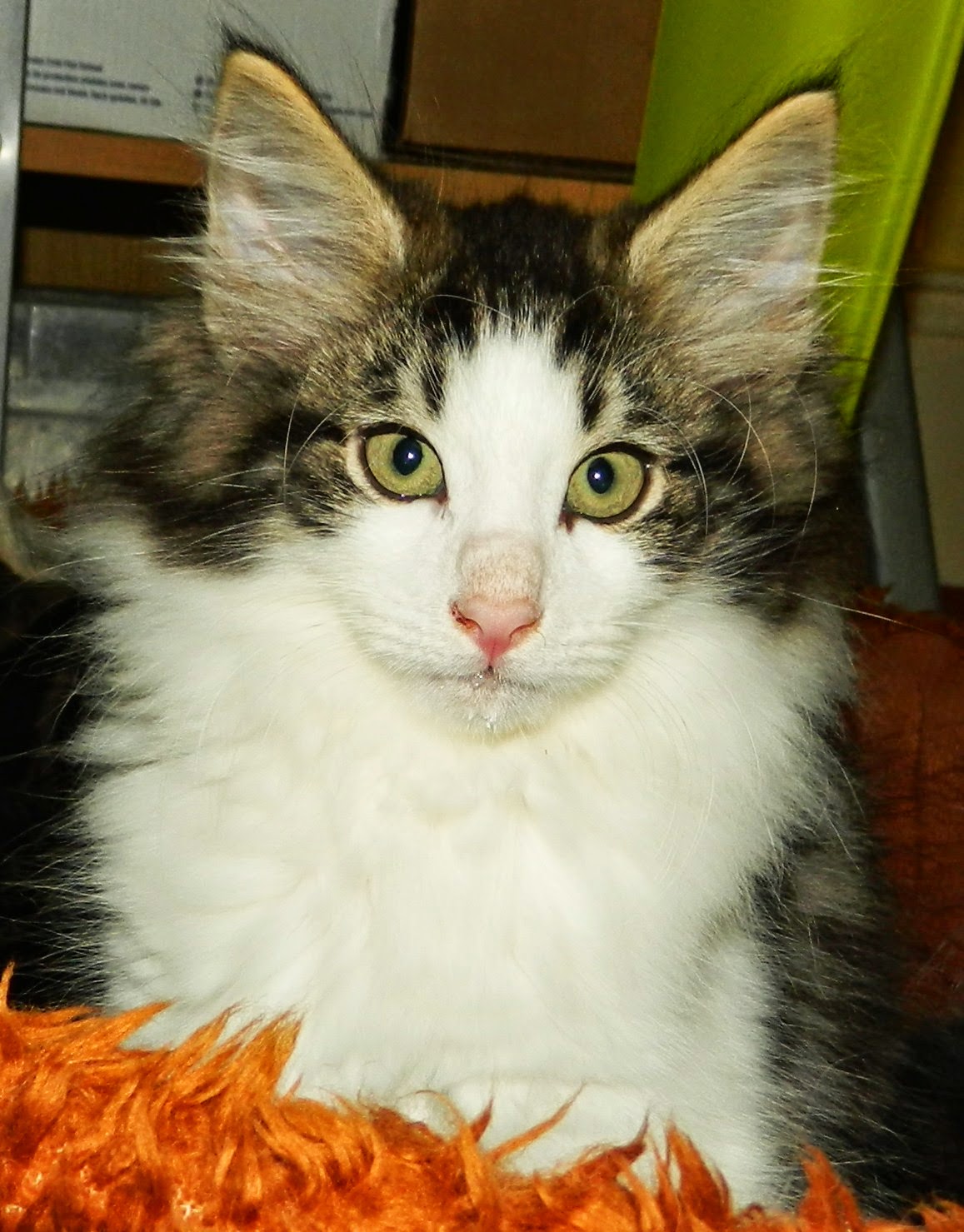 Vaidurya Norwegian Forest Cats Norwegian Forest Kittens 12 weeks in 2 days ready to go to new