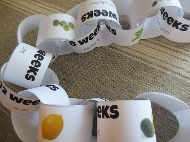 FREE PRINTABLE pregnancy countdown chain- measures weeks with baby size in fruit