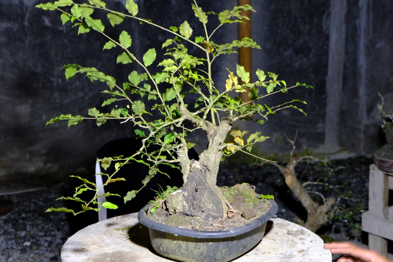 Pinoy Bonsai: Pinoy Bonsai Workshop: Philippine Holly and Tugas (Vitex