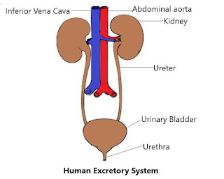 Class-7 Science Chapter-11 Transportation in Animals and Plants