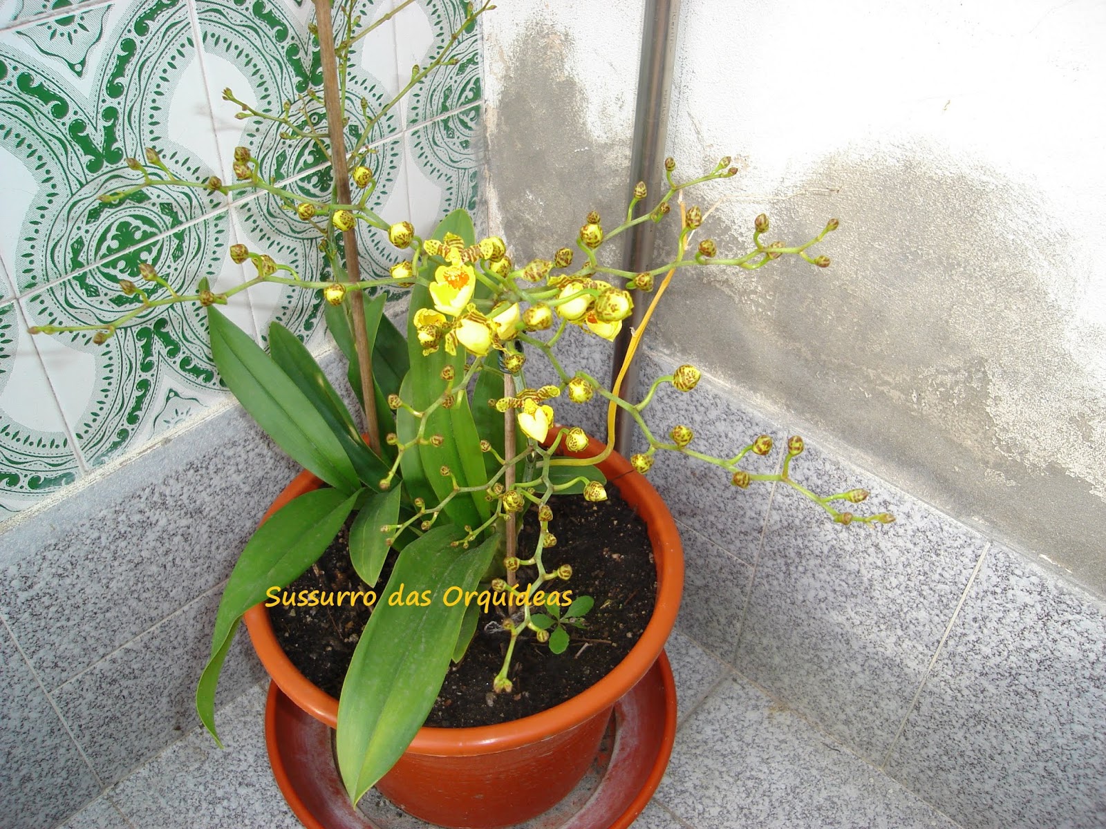 Sussurro das Orquídeas: Fotos do Baú: Oncidium Sweet Sugar - o Primeiro