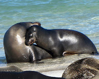 Male Galapagos Sea Lions playing and learning to fight