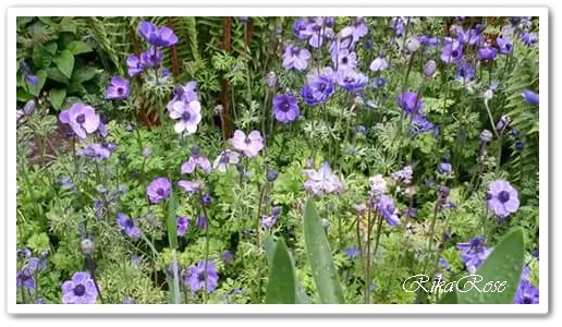 Rikarose Wo Es Bluht Hat Die Sehnsucht Ein Ende Monika Minder