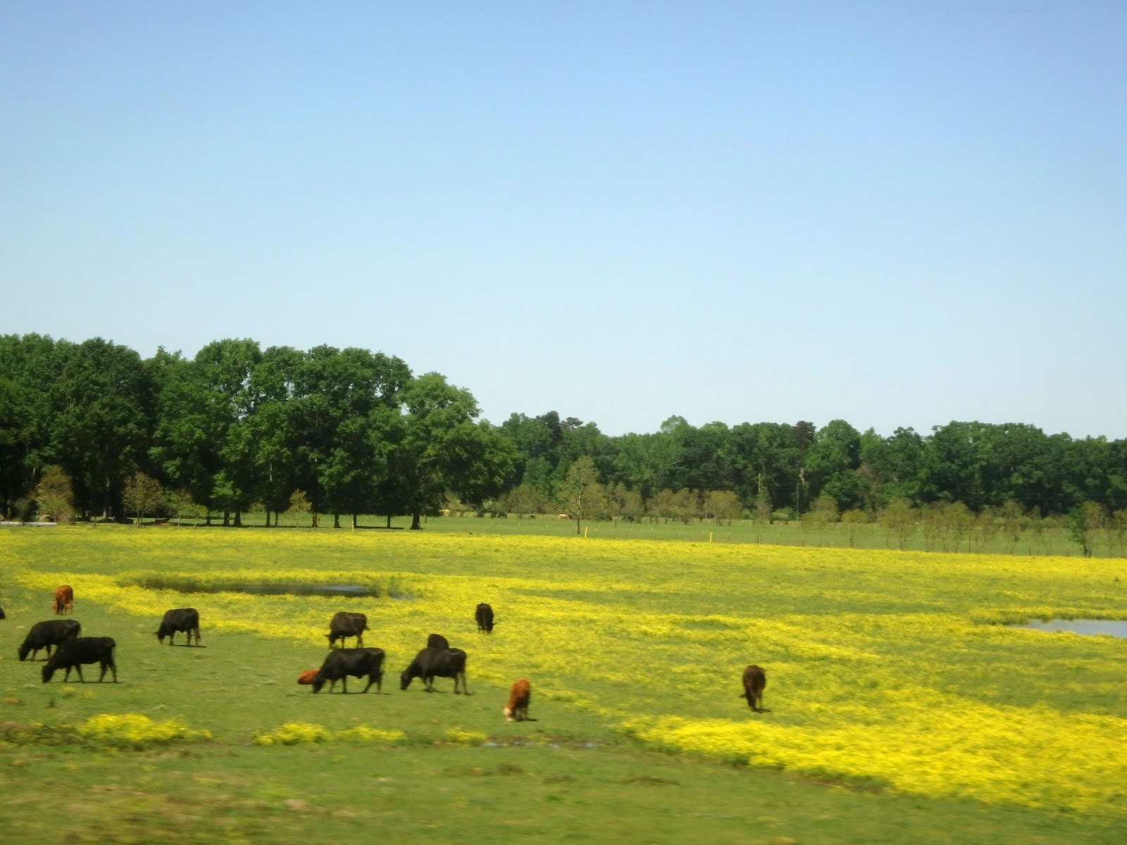 PAMPERED PENGUIN April 1617, 2018 Big Creek Water Park, Soso, Mississippi